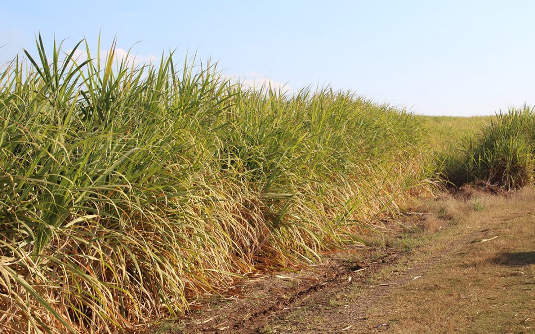 Black sugar farmers get a sweet deal with Tsb