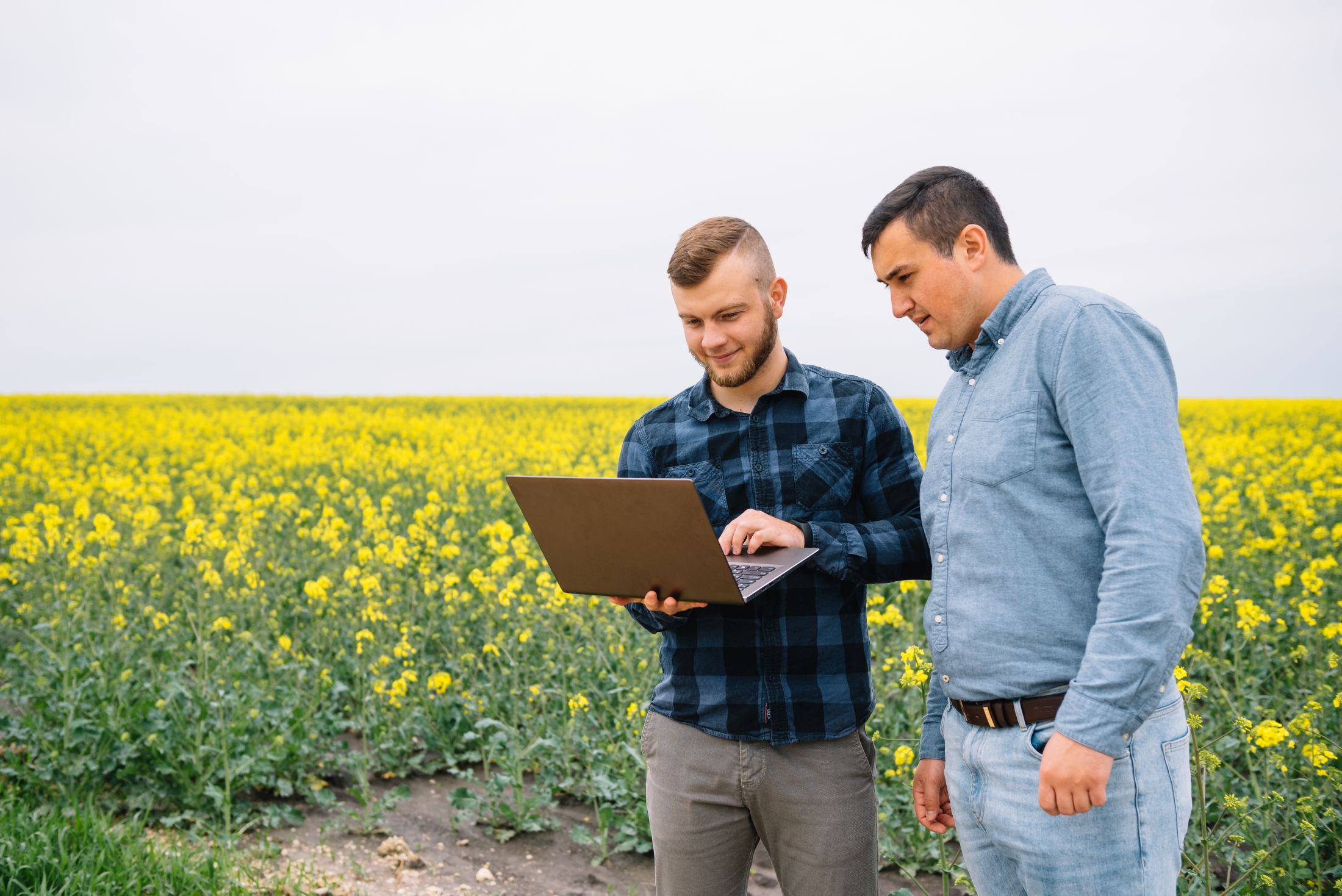 Two farmer standing in a rape field and looking at laptop, they are examining corp. Young handsome agronomist. Agribusiness concept. agricultural engineer standing in a rape field.